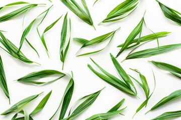 Poster - A bunch of green leaves arranged on a white surface