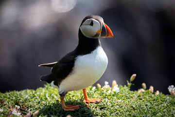 atlantic puffin or common puffin