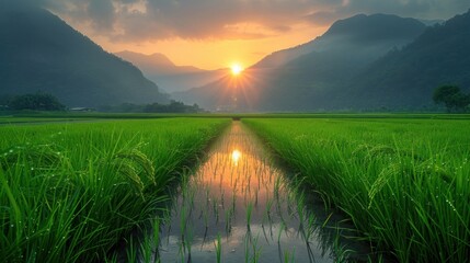 Sunrise Over Rice Paddy Fields with Mountain Background