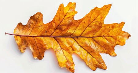 Wall Mural - Closeup of a Single, Dried Oak Leaf With Veins Visible Against a White Background