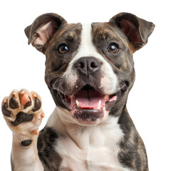 Wall Mural - Dog isolated on a transparent background for web banner