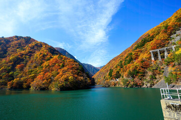 Wall Mural - 素晴らしい紅葉に染まる水殿ダム。
紅葉に染まる梓川沿いの山道を車で登ってゆく。

日本国長野県松本市 - 2021年11月6日。
