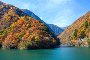 Wall Mural - 素晴らしい紅葉に染まる水殿ダム。
紅葉に染まる梓川沿いの山道を車で登ってゆく。

日本国長野県松本市 - 2021年11月6日。
