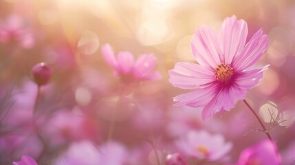 Cosmos Flowers soft focus with pastel tones. 