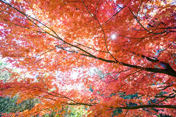 Wall Mural - 美しい真っ赤に色づく紅葉。

松本市郊外にあるアルプス公園。
標高800mほどの丘の頂上にあり、展望台からは松本市街地を含む安曇野の盆地、北アルプスの山脈の連なりが一望できる。
壮大なパノラマである。
美しい長野の中核都市、松本市を歩く。
日本国長野県松本市 - 2021年11月7日。
