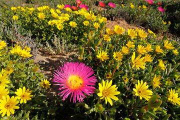 Wall Mural - colorful spring blooming coastal wildflowers, namaqualand, northern cape, south africa.
