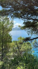 Sticker - Pine trees on sea shore, vertical video.