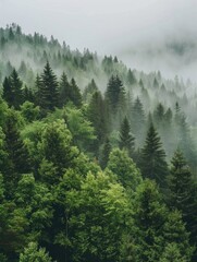  Forest in Fog