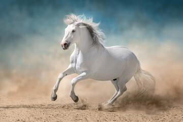Wall Mural - white andalusian stallion with long mane