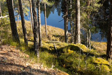 Wall Mural - A beautiful sunny day at the shore of lake in Sweden forest. Natural springtime scenery of Scandinavia.