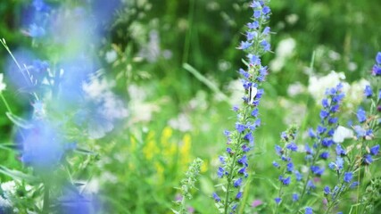 Wall Mural - White butterflies flying over wild blue flowers in a forest. Plants swaying in the light wind. Beautiful summer landscape. Selective focus
