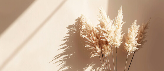 Wall Mural - Photo of Pampas grass bouquet on beige background with sun rays and shadow, banner with copy space area. Minimalistic composition for home decor or wedding card design


