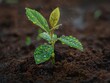 © Sinechana - Detailed view of a young sapling drenched by rain, highlighting the glistening water beads on its vibrant leaves and the moist soil around its base