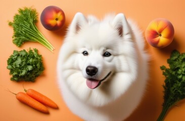 Happy Samoyed puppy with vegetables on peach background. Vegetable menu for dogs. Nutritious and healthy nutrition