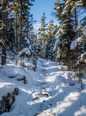  Snowy trail through the winter forest