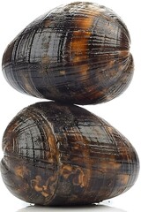 Two dark brown snail shells