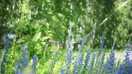 Poster - White butterflies flying over wild blue flowers in a forest. Plants swaying in the light wind. Beautiful summer landscape. Selective focus
