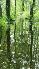 Wall Mural - Beautiful pond in a summer forest. Green trees reflected in the water. Summer landscape. Leaves and grass swaying in the light wind. Vertical video
