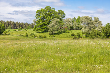 Poster - Rural landscape in the summer