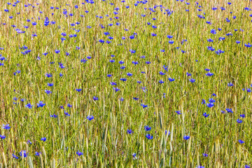 Canvas Print - Flowering Cornflowers in a field