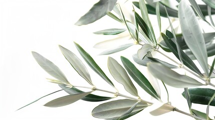 Wall Mural - Natural olive branches with green leaves isolated on white background closeup : Generative AI