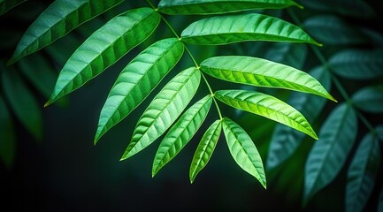 Wall Mural - tree leaves