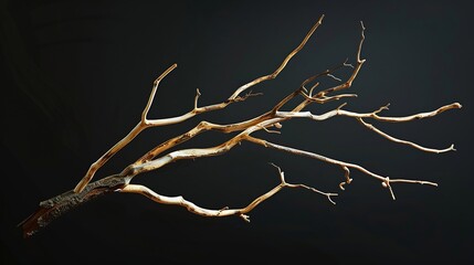 Poster - Dry tree branch isolated on black background : Generative AI