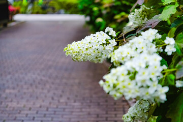 Wall Mural - bouquet of white flowers