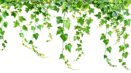 Aufkleber - Green leaves Javanese treebine or Grape ivy Cissus spp jungle vine hanging ivy plant bush isolated on white background with clipping path : Generative AI