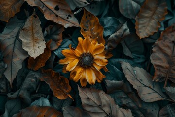 Canvas Print - A yellow flower stands amidst a cluster of green leaves, A wilted flower surrounded by dried leaves