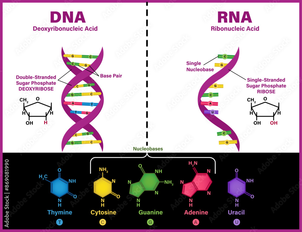 DNA vs RNA vector illustration diagram. Comparison between Ribonucleic ...