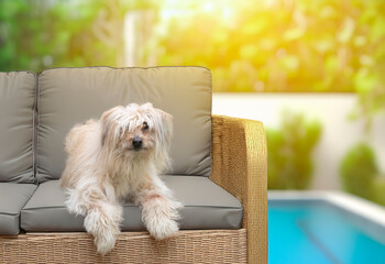 Poster - Pyrenean Sheepdog in nature