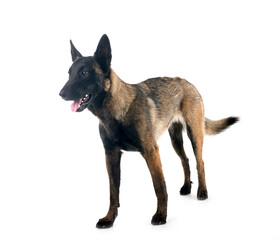 Wall Mural - malinois in studio