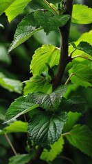 Wall Mural - Close-up of green leaves on a branch