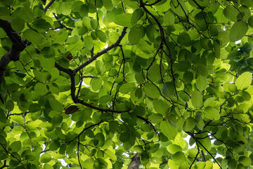 Sal tree (Shorea robusta) leaves background. It is also known as sakhua, shala, or sarai. Natural tree leaves background.