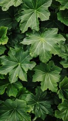 Wall Mural - A close-up of green leaves