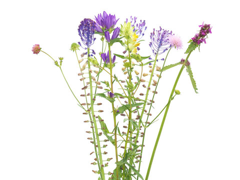 Colorful summer wild flowers isolated on white, like hedgenettle, bellflower, tassel hyacinth, shining scabious or rattle