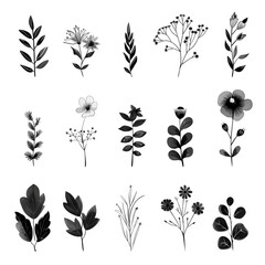 Poster - Hand-drawn botanical icons in black on a white background for a touch of natural elegance in organic designs.