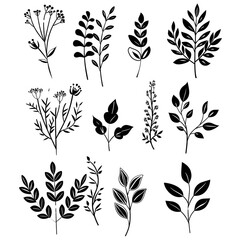 Poster - Hand-drawn botanical icons in black on a white background are perfect for creating natural and organic designs with a touch of elegance.