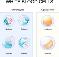 Wall Mural - Types of leukocytes. Granulocytes and Agranulocytes. White blood cells.