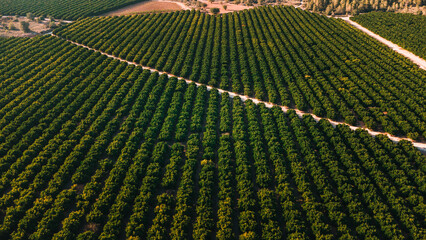 Wall Mural - Vista aerea de campo de naranjos. Vista de dron