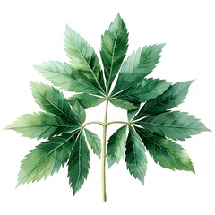 Wall Mural - Lush Japanese Aralia Leaf Watercolor Painting on White Background