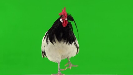 Wall Mural - dancing rooster on green screen