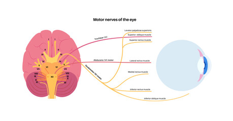 Wall Mural - Motor nerves of the eye