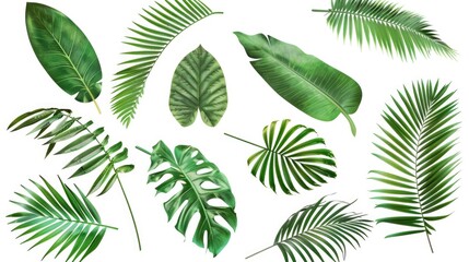 Poster - A collection of tropical leaves on a white background