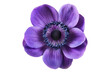 © posterpalette - Anemone purple flower isolated on transparent background