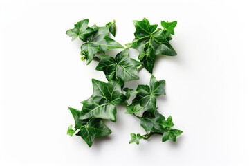 Poster - Close-up shot of various sized clusters of green ivy leaves on a white background