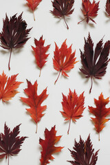 Wall Mural - autumn floral composition. colorful red, crimson oak and maple leaves isolated on white table backgr