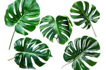 Poster - A group of four green leaves sit on a plain white background, ideal for uses such as nature photography or design elements
