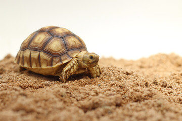 Wall Mural - Cute small baby African Sulcata Tortoise in front of white background, African spurred tortoise isolated white background studio lighting,Cute animal